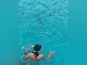 A swimmer enjoys snorkeling in crystal-clear turquoise waters, surrounded by schools of fish — a perfect snapshot of underwater adventure.