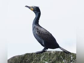 A striking close-up of a cormorant perched on a rock, showcasing its unique features and vibrant colors — a perfect capture for birdwatching enthusiasts.