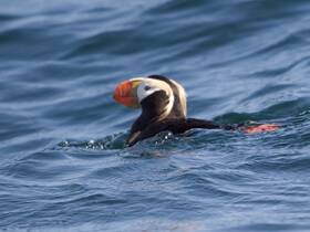 A close-up of a puffin swimming in the ocean, showcasing its vibrant beak and distinctive features — a delightful sight for wildlife enthusiasts.