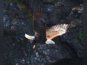 A majestic bald eagle soars gracefully against a rocky backdrop, showcasing its impressive wingspan and keen hunting prowess — a stunning wildlife moment captured in nature.