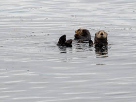 Two playful otters float on the calm water, showcasing their charming behavior in a serene natural setting — a delightful wildlife encounter.