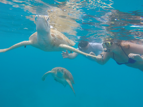 A thrilling underwater encounter with sea turtles as snorkelers interact closely with these majestic creatures in crystal-clear waters.