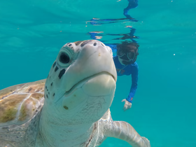 A snorkeler interacts closely with a sea turtle in crystal-clear waters, showcasing a memorable wildlife encounter perfect for marine enthusiasts.