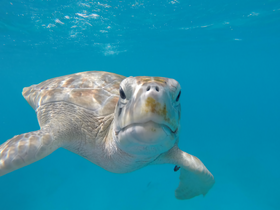 A close-up shot of a sea turtle swimming gracefully in crystal-clear waters, showcasing the beauty of marine wildlife.