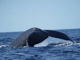 A stunning close-up of a whale surfacing in the ocean, showcasing the majestic beauty of marine wildlife.