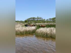 A serene scene featuring wild horses grazing in a lush marshland, showcasing the beauty of nature and wildlife in their natural habitat.
