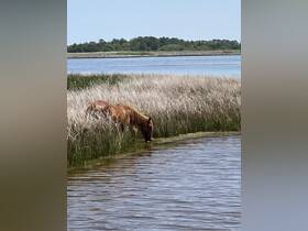 A wild horse drinks from the water's edge, surrounded by lush marshland — a serene moment in nature showcasing the beauty of wildlife.