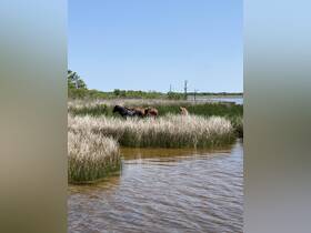 A serene scene of wild horses grazing in a marshland, showcasing the beauty of nature and wildlife in their natural habitat.