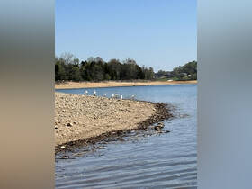 A serene scene featuring a group of egrets along the shoreline, showcasing the beauty of wildlife in a natural setting.