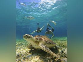 Two snorkelers interact with a majestic sea turtle while exploring vibrant underwater life — a captivating wildlife experience in crystal-clear waters.