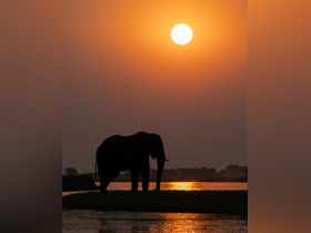 A majestic elephant stands silhouetted against a vibrant sunset, creating a stunning wildlife scene by the water's edge.