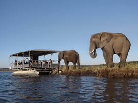 Guests on a boat observe elephants up close in their natural habitat, showcasing a unique wildlife experience on the water.