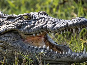 A striking close-up of a crocodile showcasing its formidable teeth and textured skin, perfect for wildlife enthusiasts and nature photography.