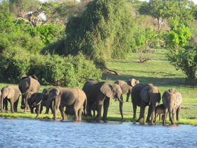 A herd of elephants gathers by the water's edge, showcasing their natural behavior in a serene environment — a captivating wildlife encounter.
