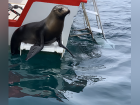 A playful seal perches on the side of a boat, showcasing the unique wildlife encounters available during marine excursions.
