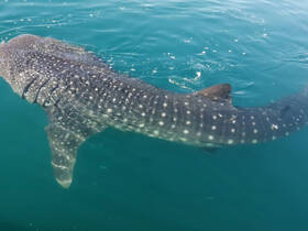 A stunning close-up of a whale shark swimming gracefully in clear turquoise waters — a remarkable sight for marine enthusiasts and divers.