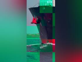 A dolphin swims alongside a large vessel, showcasing the beauty of marine wildlife in its natural habitat.