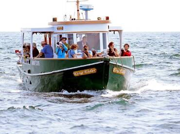 Cape Ann Harbor Tours – King Eider