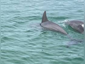 Dolphinitly cool wiidlife…