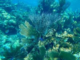 A vibrant underwater scene showcasing colorful coral formations and a variety of fish, perfect for snorkeling and marine exploration enthusiasts.