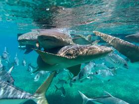 A captivating underwater scene featuring stingrays swimming among schools of fish, showcasing the vibrant marine life in crystal-clear waters.
