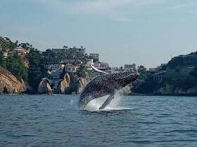 A magnificent whale breaches the surface of the water, creating a stunning display against a backdrop of coastal scenery — a breathtaking moment for wildlife enthusiasts.