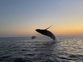 A majestic whale breaches the surface at sunset, showcasing the beauty of marine wildlife — a breathtaking moment for nature enthusiasts and boaters alike.