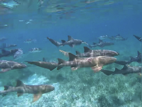 Charter Image