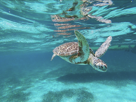 A stunning underwater shot of a sea turtle gracefully swimming through crystal-clear waters, showcasing the beauty of marine wildlife.