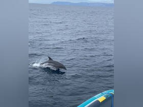 A dolphin gracefully swims through the ocean, showcasing the beauty of marine wildlife — a captivating moment for nature enthusiasts.