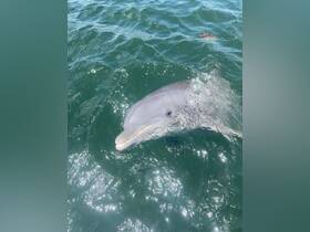 A close-up view of a dolphin swimming in clear waters, showcasing the beauty of marine wildlife encounters.