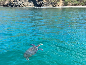 A serene moment capturing a turtle swimming in crystal-clear waters, showcasing the beauty of marine wildlife.