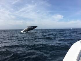 A magnificent humpback whale breaches the surface of the ocean, showcasing its power and grace — a breathtaking moment for wildlife enthusiasts.