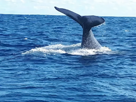 A majestic whale breaches the surface of the ocean, showcasing its powerful tail in a stunning display of marine wildlife.