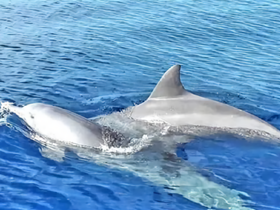 A pair of dolphins gracefully swim through the clear blue waters, showcasing the beauty of marine wildlife in their natural habitat.
