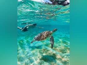 A snorkeler interacts with a graceful sea turtle in crystal-clear waters, showcasing a beautiful moment of wildlife encounter in the ocean.