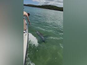 A person reaches out to a dolphin swimming alongside the boat, showcasing a magical moment of wildlife interaction in clear waters.