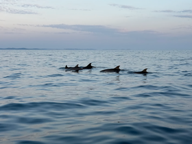 A pod of dolphins gracefully swims through calm waters, showcasing the beauty of marine wildlife in their natural habitat.