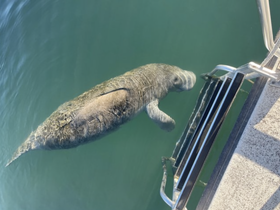 A serene moment captured as a manatee swims gracefully beneath the surface, showcasing the beauty of marine wildlife.