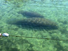 A serene underwater view of a manatee gliding through crystal-clear waters, showcasing the beauty of marine wildlife in its natural habitat.