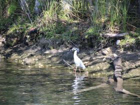 A heron stands by the water's edge, showcasing the beauty of wildlife in its natural habitat. Perfect for nature enthusiasts and bird watchers.
