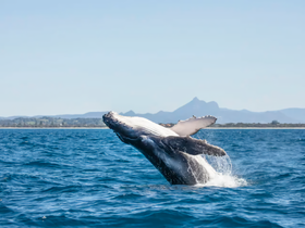 A magnificent humpback whale breaches the surface, showcasing its powerful grace in the open ocean — a breathtaking moment for wildlife enthusiasts.