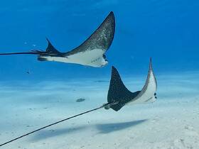 Two graceful stingrays glide through the clear blue waters, showcasing the beauty of marine wildlife in their natural habitat.