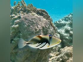 A vibrant fish swims gracefully among coral formations in crystal-clear waters, showcasing the beauty of underwater wildlife.