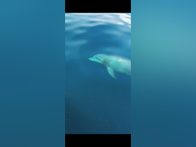 A stunning close-up of a dolphin swimming gracefully in crystal-clear waters, showcasing the beauty of marine wildlife.
