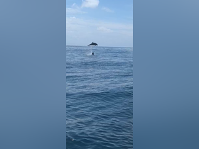 A stunning capture of dolphins jumping out of the water, showcasing their playful nature in the open sea — a perfect moment for wildlife enthusiasts.