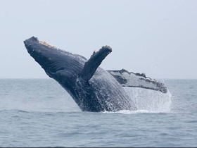 Charter Image