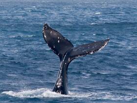 A stunning close-up of a whale's tail as it dives into the ocean, showcasing the beauty of marine wildlife in its natural habitat.