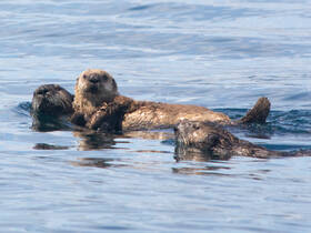 A charming trio of sea otters floats together in calm waters, showcasing their playful nature and aquatic grace — a delightful wildlife encounter.