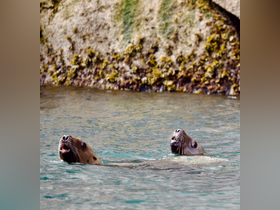 Two seals swim gracefully in clear waters, showcasing their playful nature in a natural habitat.